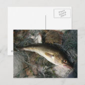 Carte Postale Morue de la mer Baltique. (Devant / Derrière)