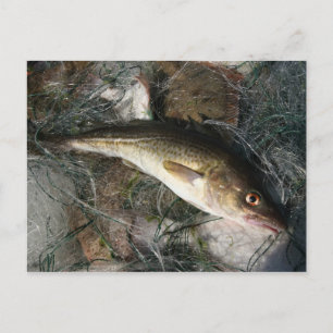 Carte Postale Morue de la mer Baltique.