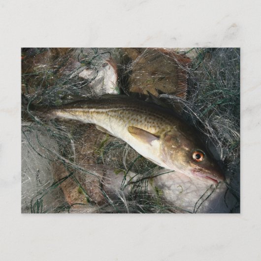 Carte Postale Morue de la mer Baltique. (Devant)