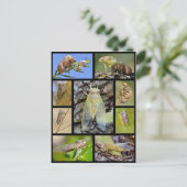 Carte Postale Mosaic photos cicadas (Debout devant)