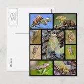 Carte Postale Mosaic photos cicadas (Devant / Derrière)