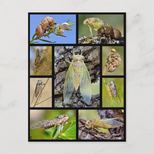 Carte Postale Mosaic photos cicadas (Devant)