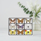 Carte Postale Mosaic photos of butterflies (Debout devant)