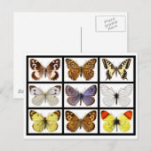 Carte Postale Mosaic photos of butterflies (Devant / Derrière)