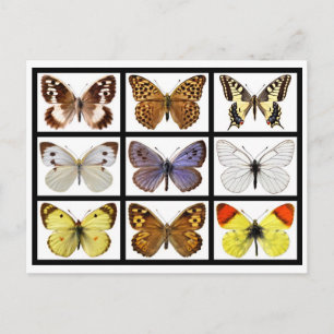 Carte Postale Mosaic photos of butterflies