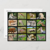 Carte Postale Mosaïque animale africaine (Devant / Derrière)