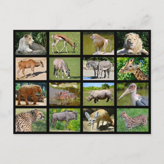 Carte Postale Mosaïque animale africaine (Devant)