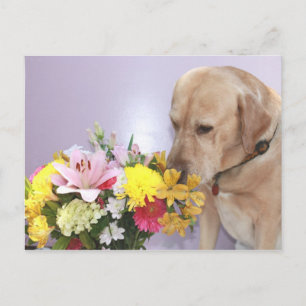 Carte Postale Moses Odeurs Fleurs