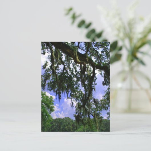 Carte Postale Moss espagnole (Debout devant)