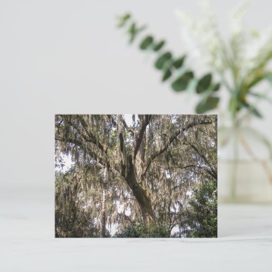 Carte Postale Moss espagnole #1 (Debout devant)