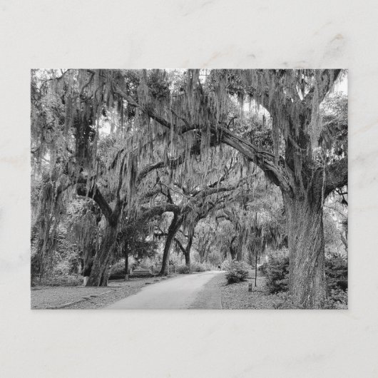 Carte Postale Moss espagnole, Parc (Devant)