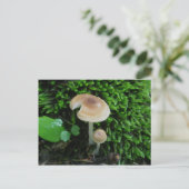 Carte postale Moss Mshrooms (Debout devant)