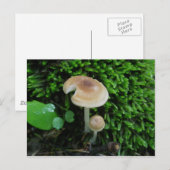 Carte postale Moss Mshrooms (Devant / Derrière)