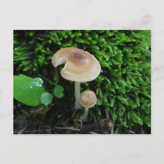 Carte postale Moss Mshrooms (Devant)