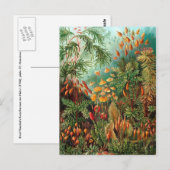 Carte Postale Moss (Muscinae) par Haeckel (Devant / Derrière)