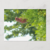 Carte postale Moss To Crown - Red Finch (Devant)