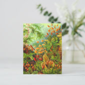 Carte Postale Mosses (Debout devant)