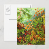 Carte Postale Mosses (Devant / Derrière)