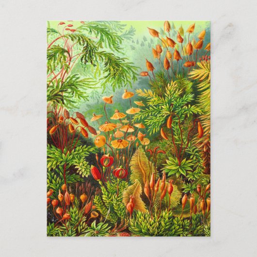 Carte Postale Mosses (Devant)