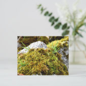 Carte Postale Mosses, Printemps éveil (Debout devant)