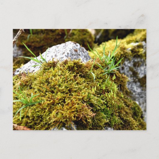 Carte Postale Mosses, Printemps éveil (Devant)