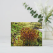 Carte Postale Mosses, Printemps éveil (Debout devant)
