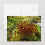 Carte Postale Mosses, Printemps éveil (Devant / Derrière)