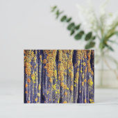 Carte postale Mossy Wood Texture (Debout devant)