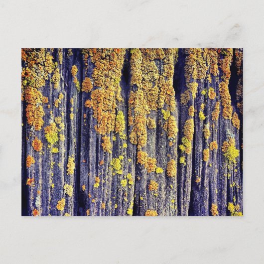 Carte postale Mossy Wood Texture (Devant)