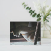 Carte Postale Most Dramatic Cat on Cat Tree Ever (Debout devant)