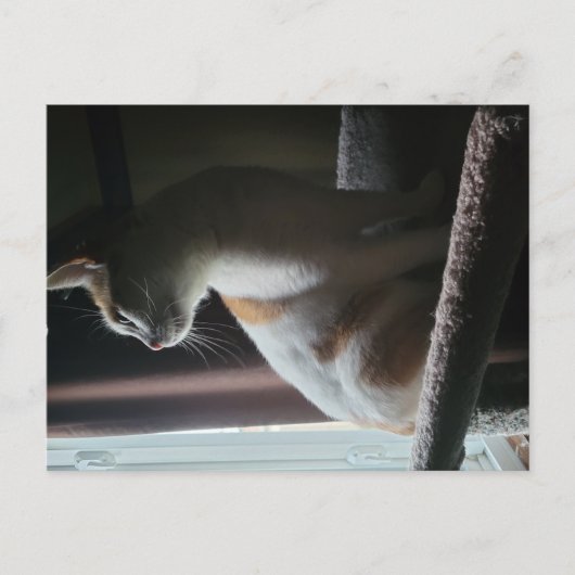 Carte Postale Most Dramatic Cat on Cat Tree Ever (Devant)