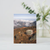 Carte Postale Mot d'argent sur la rime du cratère de Haleakala, (Debout devant)