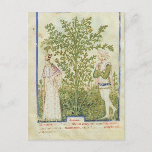 Carte Postale Mot de passe Acq Lat Celery, de 'Tacuinum Sanitati (Devant)