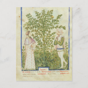 Carte Postale Mot de passe Acq Lat Celery, de 'Tacuinum Sanitati