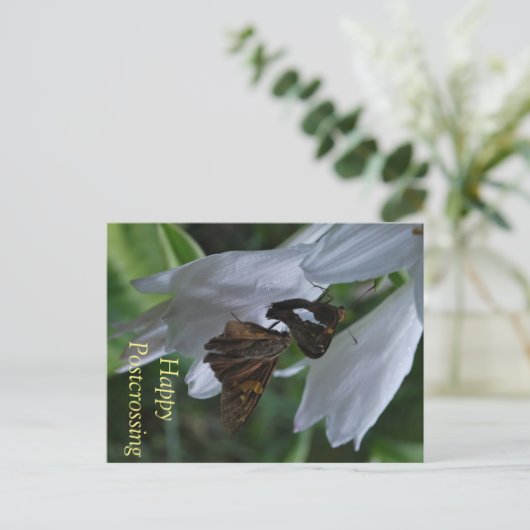 Carte postale Moth (Debout devant)