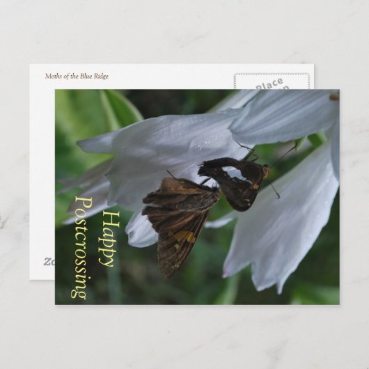 Carte postale Moth (Devant / Derrière)