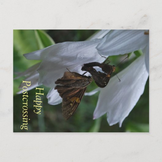 Carte postale Moth (Devant)