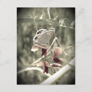 Carte postale Moth