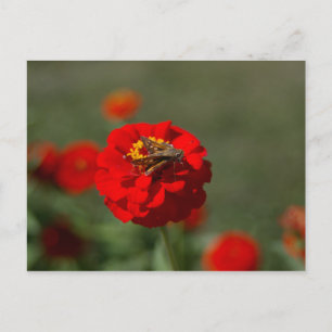 Carte Postale Moth and Red Zinnia postcard