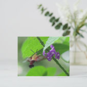 Carte postale Moth Clearing (Debout devant)