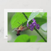 Carte postale Moth Clearing (Devant / Derrière)