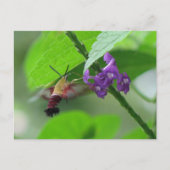 Carte postale Moth Clearing (Devant)