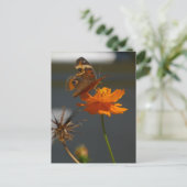 Carte Postale Moth Coreopsis (Debout devant)