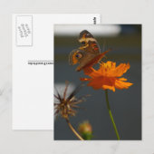 Carte Postale Moth Coreopsis (Devant / Derrière)