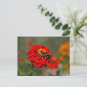 Carte Postale Moth et Red Zinnia (Debout devant)