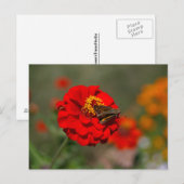 Carte Postale Moth et Red Zinnia (Devant / Derrière)