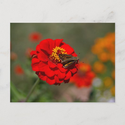 Carte Postale Moth et Red Zinnia (Devant)