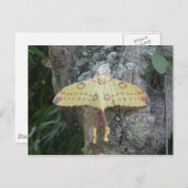 Carte Postale Moth lunaire (Devant / Derrière)