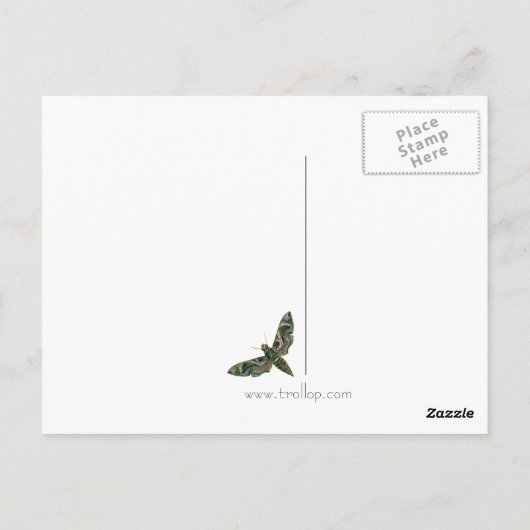 Carte postale Moth Marbrée (Dos)