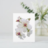 Carte Postale Moth Mullein Fleur sauvage (Debout devant)